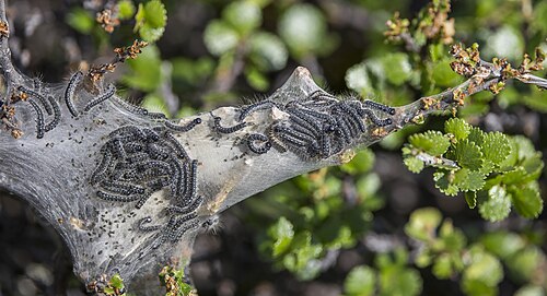 Dwarf birch spinner (Eriogaster arbusculae) caterpillars in cocoon