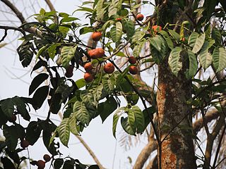 <i>Dysoxylum gotadhora</i> Species of tree