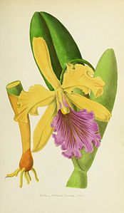 plate 7 Cattleya dowiana