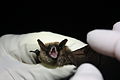 Eastern small-footed bat (6022953398).jpg