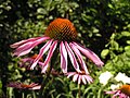 Echinacea purpurea - Эхинацея пурпурная