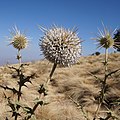 10:06, 12 iyun 2022 tarixindəki versiyanın miniatür görüntüsü