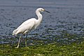 Egretta thula (cat.)