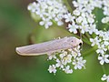 Miniatyrbilde av versjonen fra 28. sep. 2017 kl. 22:36