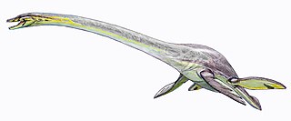 Plesiosauroidea Extinct clade of reptiles