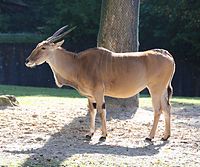 Elenantilope (Taurotragus oryx), Tierpark Hellabrunn, München