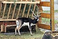 Indiai antilop (Antilope cervicapra)