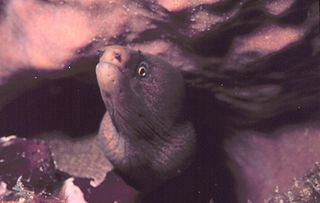 Mottled conger moray species of fish