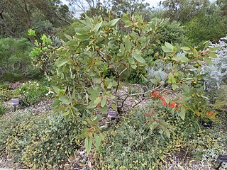 <i>Eucalyptus impensa</i> Species of eucalyptus