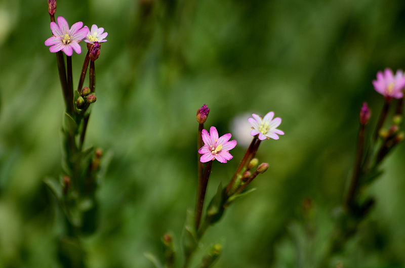 File:Epilobium (19269173399).jpg