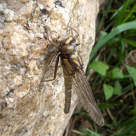 Epiophlebia superstes