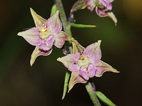 Epipactis helleborine - Flora 01.jpg