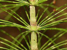 Sporofyt: Levenscyclus, Digenetische cyclus bij Embryophyta, Trigenetische cyclus