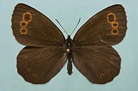 Erebia embla.jpg