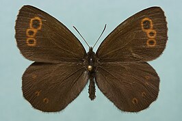 Siberische erebia