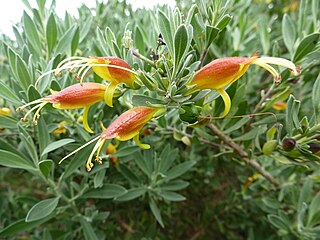 <i>Eremophila glabra</i> Species of plant