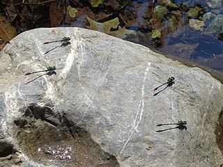 <i>Erpetogomphus elaps</i> Species of dragonfly
