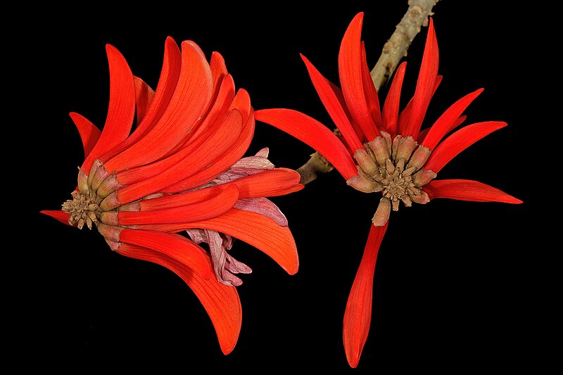 File:Erythrina lysistemon 1DS-II 2-0023.jpg