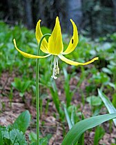 Erythronium grandiflorum