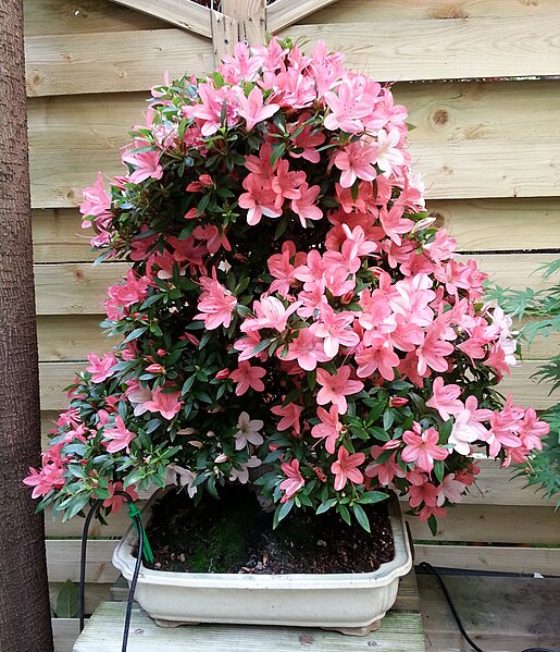 File:Escuela-bonsai-bonsaikido-azalea.jpg