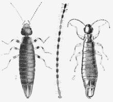 Euborellia annulipes FnM.png 