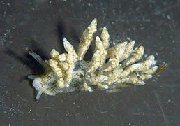 Eubranchus rustyus