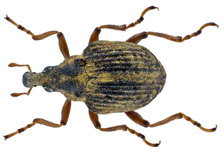 <i>Eubrychius velutus</i> Species of beetle