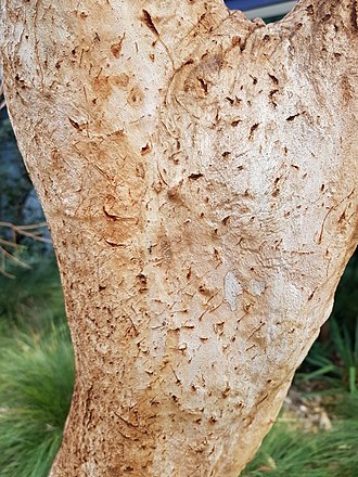 Bark of Eucalyptus gregoryensis. EucalyptusGregoriensis BotGartenMelbourne-20171124-2b.jpg