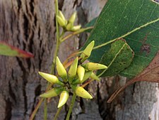 buds Eucalyptus amplifolia - buds.jpg