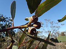 fruit of subspecies eugnosta Eucalyptus kessellii fruit.jpg