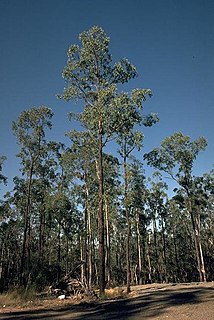 <i>Eucalyptus tetrapleura</i> Species of eucalyptus