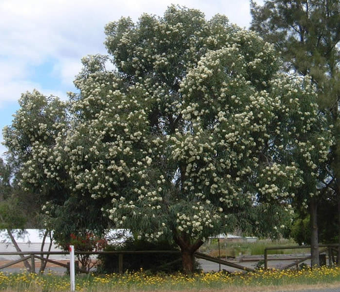 File:Eucalyptus wandoo.JPG