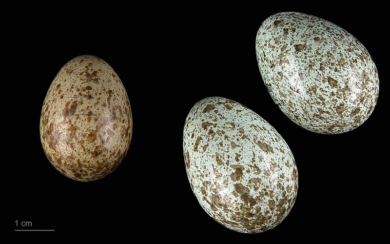 File:Eudynamys scolopaceus MHNT.ZOO.2010.11.152.12.jpg