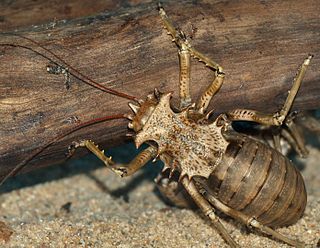 <i>Eugaster spinulosa</i> Species of cricket-like animal