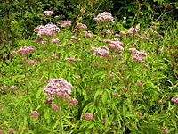 Eupatorium cannabinum 2006-07-22.jpg