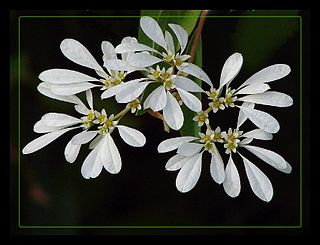 <i>Euphorbia leucocephala</i> Species of flowering plant