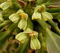 Euphorbia neoreflexa