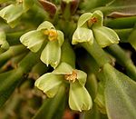Euphorbia neoreflexa3 ies.jpg