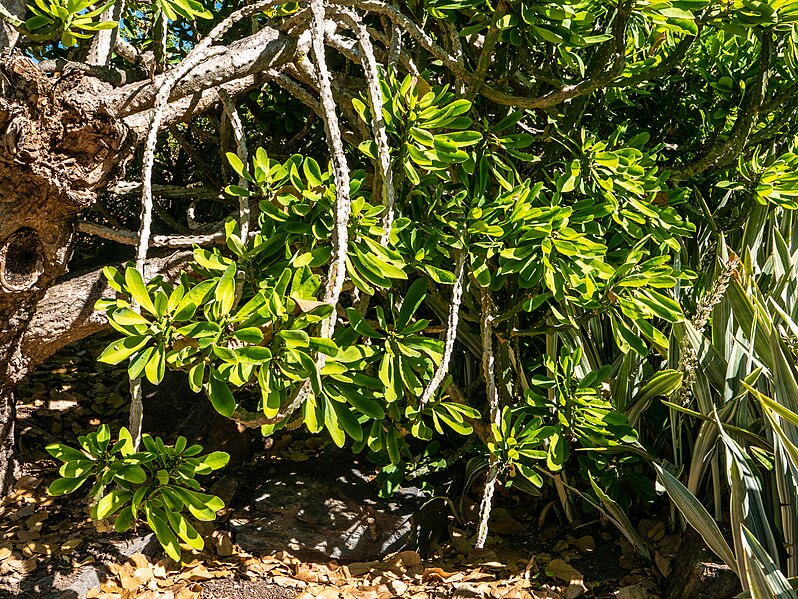 File:Euphorbia undulatifolia Arid Zone garden Brisbane Botanic Gardens Mt Coot-tha L1080331.jpg