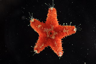<i>Euretaster insignis</i> Species of starfish