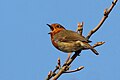 * Nomination European robin (Erithacus rubecula), Stratfield Brake, Oxfordshire --Charlesjsharp 20:45, 7 April 2015 (UTC) * Promotion Good quality -- Spurzem 19:07, 8 April 2015 (UTC)