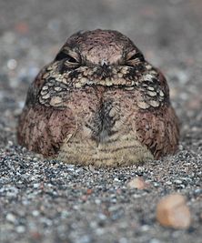 Spotted Nightjar (Eurostopodus argus), Northern Territory, Australia