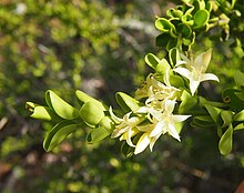 Everistiacciniifolia var. cvijeti cjepiva.folija