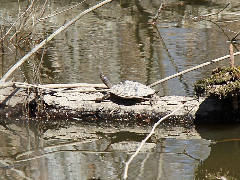 File:False Map Turtle (Graptemys pseudogeographica) - Flickr - GregTheBusker.jpg