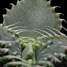 Faucaria tuberculosa 4929.JPG