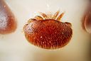 Female Varroa destructor on the head of a bee nymph (5048099307)