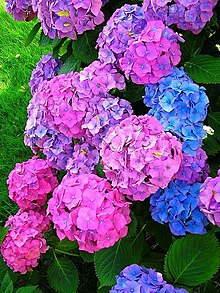 Hydrangea with different flower colours Figure 6 Hydrangea with different flower colours.jpg