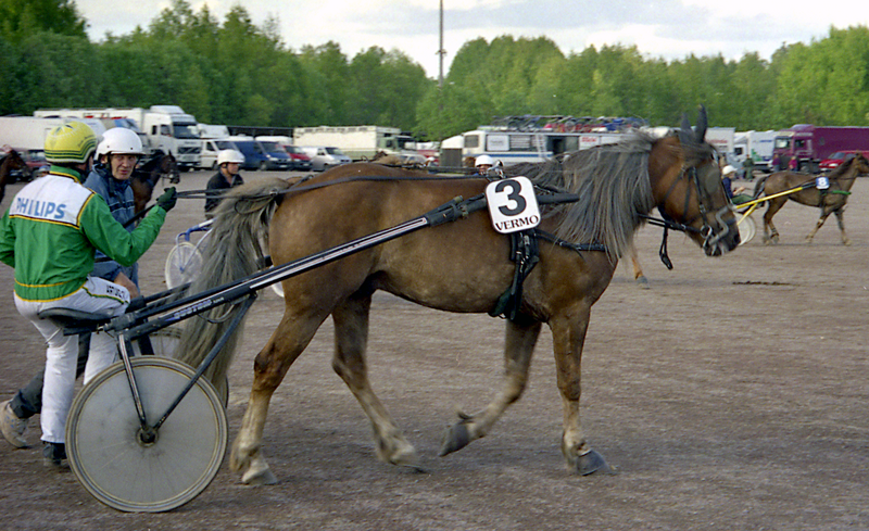 File:Finnhorse Nr. 3 being warmed up before a race.png