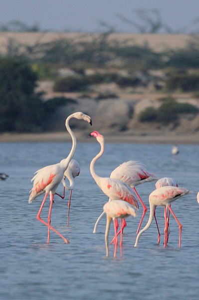 File:Flamingos at Mannar saltern.jpg