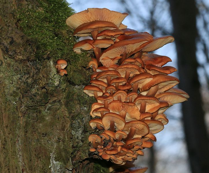 File:Flammulina velutipes (Velvet shank) - Flickr - S. Rae (3).jpg